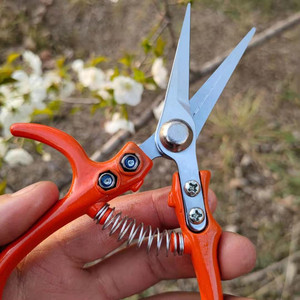 Tijeras para recoger frutas de naranja, herramienta de poda de cabeza recta con hoja de acero inoxidable de 40mm para huertos y jardines - Product Image 4