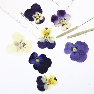 <span class=keywords><strong>Viola</strong></span> ชุดดอกไม้อัดแข็งสามสีตัวอย่างดอกไม้จริงสำหรับงานฝีมือ DIY โคมไฟดอกไม้จริงกรอบรูปขายส่ง - Product Image 1