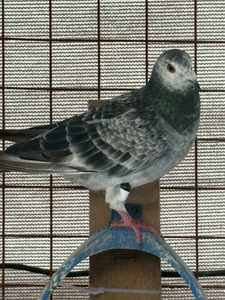 Traceur GPS pour pigeons Parrots <span class=keywords><strong>Trackr</strong></span>, bague en plastique avec puce, positionnement en temps réel, Bluetooth/WiFi, étanche IP68 - Product Image 2