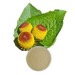 ODM OEM Organic Acmella Oleracea Extract /affinin/spilanthol/Spilanthes oleracea powder Longan chrysanthemum