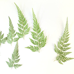 Feuilles <span class=keywords><strong>de</strong></span> <span class=keywords><strong>fougère</strong></span> vertes séchées naturelles, spécimen végétal pour l'artisanat DIY et les matériaux pédagogiques <span class=keywords><strong>de</strong></span> la maternelle - Product Image 5
