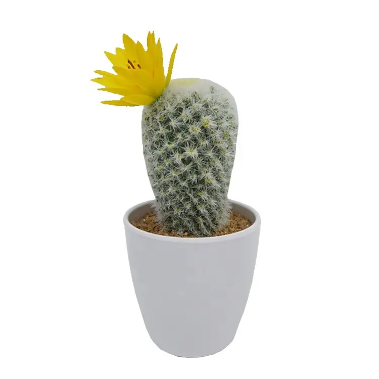 Promoção de portuguese, Compras Online de portuguese Promocionais -  floração cactus planta.alibaba.com