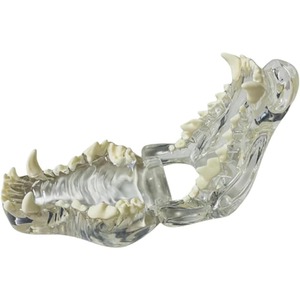 Modèle anatomique transparent de dents d'animaux, mâchoire dentaire pour outil éducatif vétérinaire (chien) transparent - Product Image 6