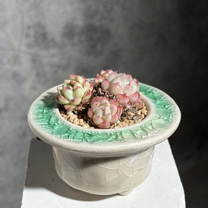 Pot <span class=keywords><strong>de</strong></span> fleurs en céramique pour plantes succulentes – Offre spéciale liquidation – Design minimaliste glacé effet craquelé – Respirant, résistant à la corrosion, durable - Product Image 1