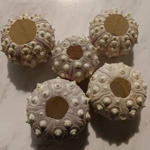 工場価格のウニの殻、家の装飾に - Product Image 6