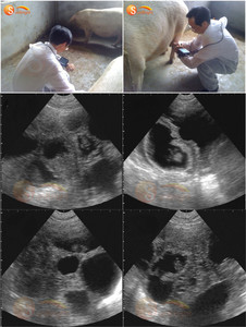 Scanner ultrasonique de dispositif vétérinaire portatif d'Usg pour toutes les espèces animales avec la sonde - Product Image 2