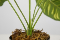 Plantes vertes de 47 cm, plantes d'intérieur, plantes à feuilles vertes, bonsaï artificiel, plantes artificielles, décoration intérieure