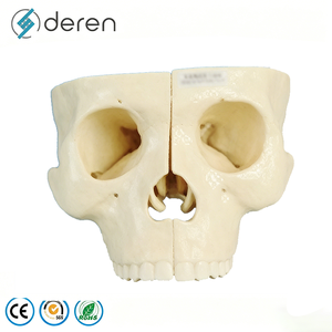 Modelo de <span class=keywords><strong>Cráneo</strong></span> <span class=keywords><strong>Humano</strong></span> Desarticulado con 22 <span class=keywords><strong>Huesos</strong></span> Separados para Entrenamiento Avanzado en Anatomía - Product Image 1