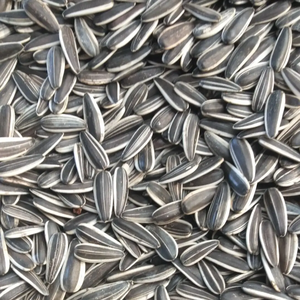 新着作物生乾燥黒ヒマワリ種子自然成長601中国スナック摘みたて種子新着作物生乾燥種子 - Product Image 3