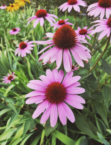 Ingreloner cung cấp chất lượng cao tự nhiên Echinacea Purpurea chiết xuất 4% rau diếp xoăn axit với giá tốt nhất - Product Image 3