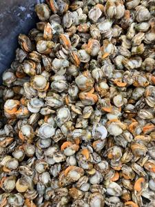 Competitivo esportatore di carne di capesante congelato e importatore di frutti di mare cozza senza guscio di molluschi prodotto - Product Image 6