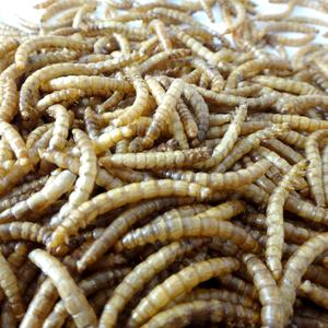 Alimentos para aves, alimentos de alta qualidade e eco amigáveis, pássaros, alimentos, aves, 100% naturais, secos, vivos - Product Image 4