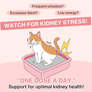 Complément alimentaire professionnel pour les reins des chats, traitement à la canneberge pour la santé rénale des chats avec Pacran, Quercétine, OEM/ODM - Product Image 5