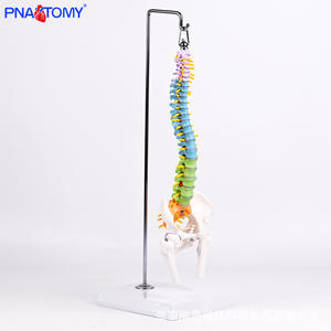 Modèle anatomique de colonne vertébrale flexible colorée de 50 cm, os du bassin, fémur, <span class=keywords><strong>squelette</strong></span> humain, outil d'enseignement médical, vertèbres <span class=keywords><strong>cervicales</strong></span> - Product Image 3