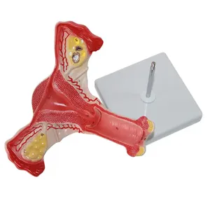 Modèle d'enseignement de l'anatomie utérine féminine, modèle anatomique de l'utérus - Product Image 2