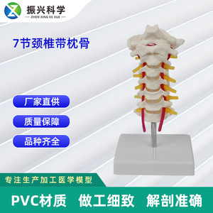 Modèle de colonne cervicale naturelle grandeur nature à 7 sections avec os occipital, aide pédagogique médicale pour la colonne cervicale, directement du fabricant. - Product Image 5