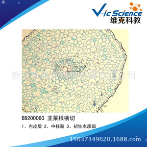 Cross-section of leek root; plant slide; root and root metamorphosis; animal and plant section specimens; for <b>microscope</b> use. - Product Image 2