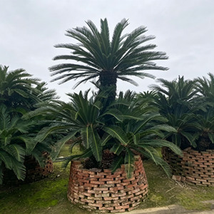 Palmeras Cycas Grandes, Plantas Naturales Vivas para Calles de Ciudades, Jardines, Parques, Paisajes, Proveedor de Palmeras Sago Ornamentales de Hoja Perenne - Product Image 3