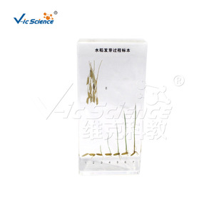 Materiales Didácticos de Resina con Muestra del Proceso de Germinación del Arroz VIC2609 - Product Image 5