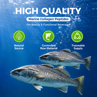 Collagène de poisson en poudre en gros, poudre de peptides de collagène marin hydrolysé en vrac pour la nutrition sportive