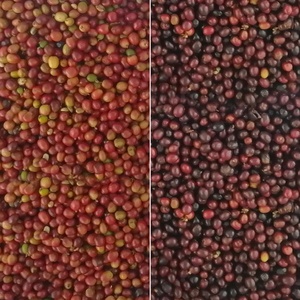 Wesort เครื่องแยกสีระบบอิเล็กทรอนิกส์จากประเทศจีนสำหรับ2025กับการเรียนรู้เชิงลึก - Product Image 3