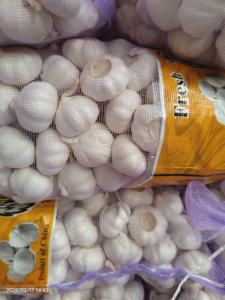 <span class=keywords><strong>Tête</strong></span> de graine d'<span class=keywords><strong>ail</strong></span> fraîche biologique de meilleure qualité en violet pur blanc noir rouge sec inodore 1000KG sac en gros - Product Image 4