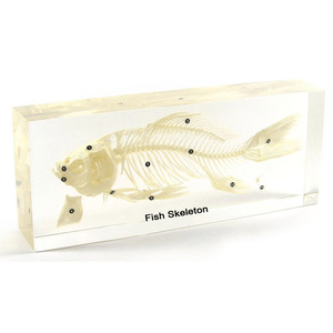 Gelsonlab HSBS-010 <span class=keywords><strong>Esqueleto</strong></span> <span class=keywords><strong>de</strong></span> Lagarto, Especímenes Integrados - Product Image 2