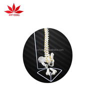 Modelo Anatómico Médico de Columna Vertebral Humana de Tamaño Real (85 cm) con Pelvis, Fémur y Nervio