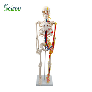Sciedu giảng dạy tài nguyên y tế con người 85cm cao PVC Bộ xương người mô hình với dây thần kinh và mạch máu mô hình - Product Image 1