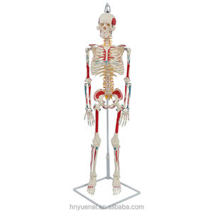 Oferta Especial Buen Precio Modelo de Esqueleto Humano de PVC de 170 cm (66 pulgadas) a Tamaño Real para Enseñanza, Suministros Médicos - Product Image 1