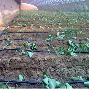 Tuyaux d'irrigation <span class=keywords><strong>goutte</strong></span> <span class=keywords><strong>à</strong></span> <span class=keywords><strong>goutte</strong></span> agricole, système d'irrigation <span class=keywords><strong>goutte</strong></span> <span class=keywords><strong>à</strong></span> <span class=keywords><strong>goutte</strong></span>, 500 m, <span class=keywords><strong>tuyau</strong></span> d'irrigation <span class=keywords><strong>goutte</strong></span> <span class=keywords><strong>à</strong></span> <span class=keywords><strong>goutte</strong></span> en plastique écologique - Product Image 4