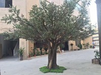 Arbre d'olivier artificiel en fibre de verre commercial de 8 m de haut, résistant aux UV et ignifuge, garantie 10 ans pour hôtels et complexes hôteliers