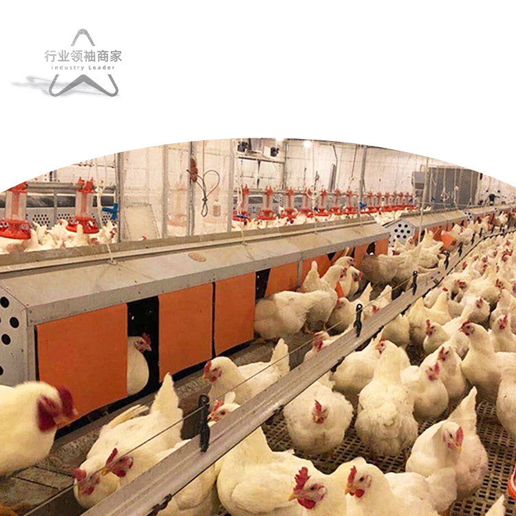 Poultry Farm Egg Collector Machine Poultry