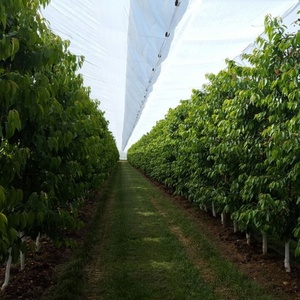 Bâche de protection pour vergers de raisins, <span class=keywords><strong>anti</strong></span>-<span class=keywords><strong>grêle</strong></span> et forte pluie, imperméable, pour vergers de kiwis et de cerises - Product Image 5