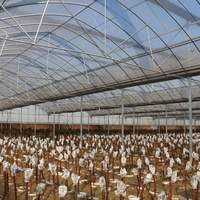 Serre en film multi-spans hydroponique pour la culture des légumes - Système écoénergétique et automatisé