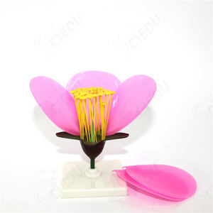 แบบจำลองพืชดอกไม้แอปเปิ้ล สำหรับ<span class=keywords><strong>การ</strong></span>เรียนการสอนวิทยาศาสตร์<span class=keywords><strong>การ</strong></span>แพทย์ กายวิภาคศาสตร์ และชีววิทยา - Product Image 4