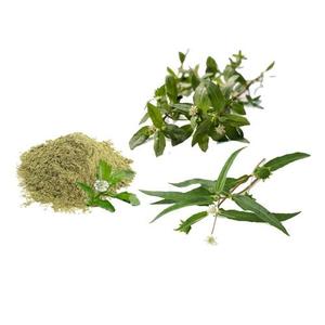 Polvo de Bhringaraj Premium, Extracto Natural de Plantas Herbales, Polvo de Hoja de Bhringaraj de Textura Fina para Suministro al por Mayor - Product Image 3