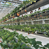 Grande serre en verre multi-voûtes pour l'agriculture, les pépinières, les plantes, les tomates, les fraises, tunnel hydroponique en PE pour la culture des légumes