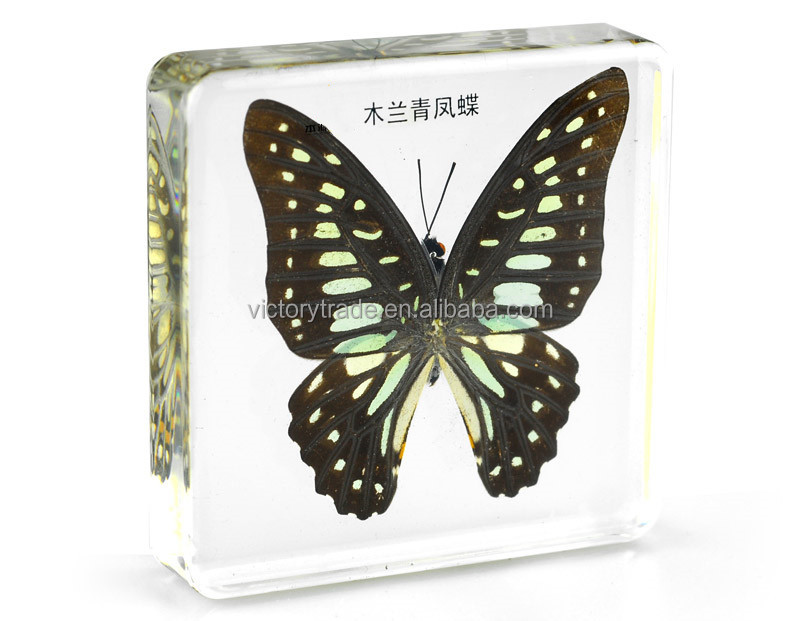 V-HD007 Оптовая настоящая бабочка высокая проницаемость смола образца Graphium досон с крыльями бабочки образца