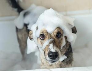 Éponge Savonneuse Douce pour le Bain <span class=keywords><strong>des</strong></span> Animaux de Compagnie. Serviette à bulles originale : il suffit d'ajouter de l'eau pour <span class=keywords><strong>des</strong></span> bulles instantanées - Product Image 4