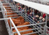 Clôtures de cheval vert de bétail en métal faciles à assembler panneau de corral de haute qualité galvanisé cour de bétail soudée à revêtement électrique
