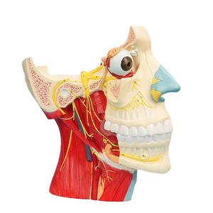 2.5X拡大された12ペアの頭蓋神経解剖モデル (取り外し可能な眼球) - Product Image 3
