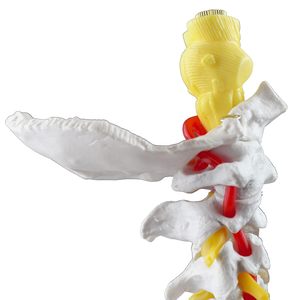 Modelo Anatómico Educativo de Columna Lumbar, Recurso Didáctico, Modelo de Columna <span class=keywords><strong>Cervical</strong></span> con Tronco Cerebral para Uso en Laboratorio - Product Image 4