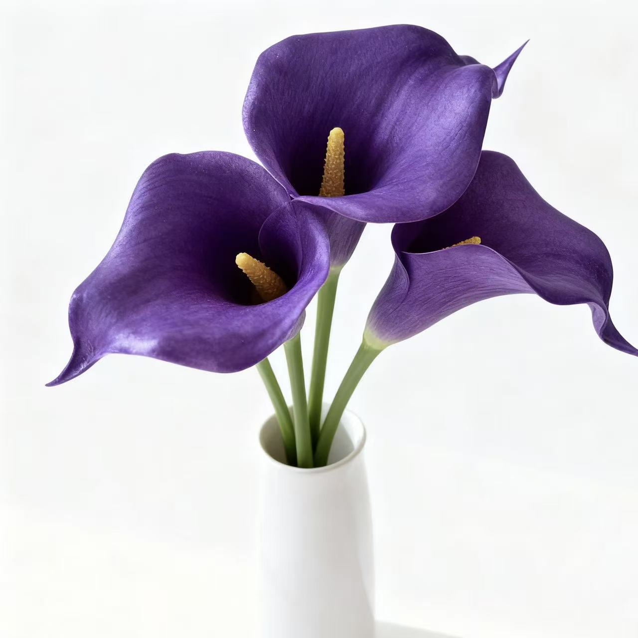 Viola