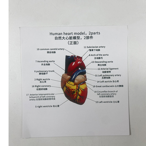 Производство высококачественной модели анатомии человека, модель сердца с диафрагмой, съемная крышка, номер, модель сердца, Обучающие ресурсы - Product Image 5