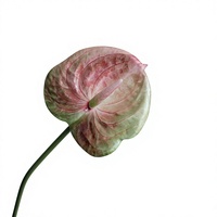 Bunga Anthurium Buatan Tangkai Tunggal Anthurium Warna Merah Muda Hijau Berwarna-warni untuk Dekorasi Rangkaian Bunga Rumah dan Pernikahan