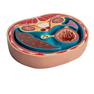 Modèle de section transversale de l'abdomen grandeur nature en PVC souple de qualité médicale, structures anatomiques détaillées pour l'étude des compétences cliniques - Product Image 1