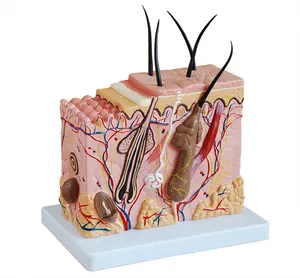 Model Anatomi Kulit Manusia Yang Diperbesar, Model Model Kulit Manusia