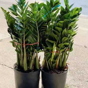 Albero della Prosperità in Vaso per Interni, Soggiorno, Ufficio, Grande Vaso, Albero Verde, Bonsai, Pianta che Purifica l'Aria - Product Image 2