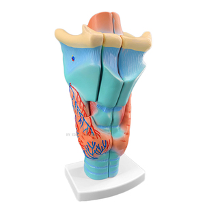 Mô Hình Giải Phẫu Họng Giảng Dạy Y Tế, Mô Hình Giảng Dạy Bệnh Viện Tuyến Giáp Mạch Máu Thanh Quản - Product Image 1